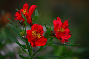 red flower in the garden