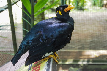 The Nias hill myna or Nias myna (Gracula robusta) is a member of the starling family. It is an endemic resident of Nias