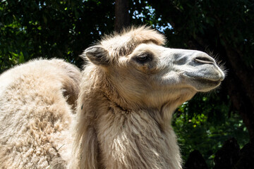 The dromedary also known as the dromedary camel, Arabian camel, or one-humped camel, is a large...