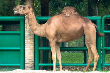 The dromedary also known as the dromedary camel, Arabian camel, or one-humped camel, is a large...