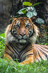 The tiger (Panthera tigris) is the largest living cat species and a member of the genus Panthera