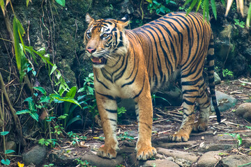 The tiger (Panthera tigris) is the largest living cat species and a member of the genus Panthera