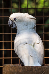 The yellow-crested cockatoo (Cacatua sulphurea) also known as the lesser sulphur-crested cockatoo