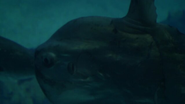 Extreme Close Up Ocean Sunfish(Mola Mola)
