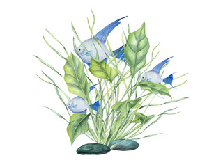 Blue angelfish among green kelps. Tropical fish, sea plants. Scalar, algae. ocean grass. Seaweed, green leaves. Watercolor illustration. Design shops print card book logo