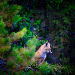 Wild Fox Near Den in Wilderness Animals