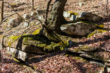 Tree growing from a rock ledge on Magazine Mountain, Arkansas.