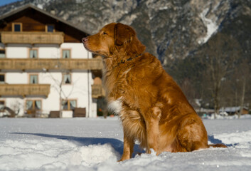 Nova scotia duck tolling retriever in the snow with mountains in the background