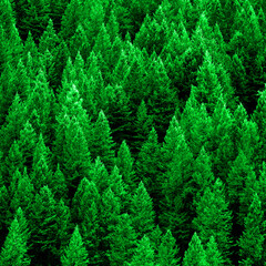 Pine Forest in Wilderness Mountains