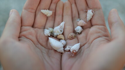 Beach shells treasures. Person holding hermit crabs in hands on beach. Human arms full of small funny crustaceans moving in beautiful different shells. Close up, selective focus - Powered by Adobe