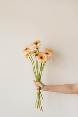 Person's hand holding gerber flowers bouquet over white wall. Aesthetic floral composition