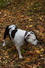 A black and white dog on a walk in the autumn forest. American Staffordshire Terrier