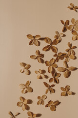 Minimal styled concept. Dried star flowers on pale beige background. Creative lifestyle, summer, spring concept. Copy space, flat lay, top view