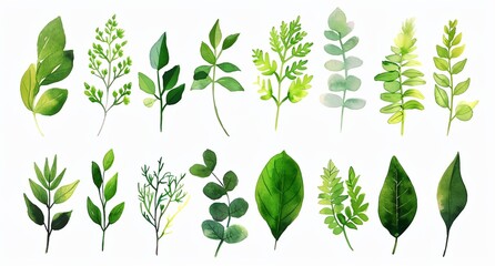 a bunch of green leaves on a white background