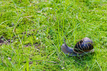 big snail in green grass