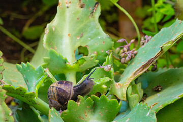 big snail in green grass