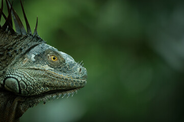 Portrait of a green iguana (Iguana iguana), Costa Rica