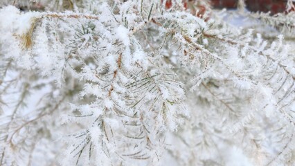 Snow-covered branches. Snow on a plant in close-up.
