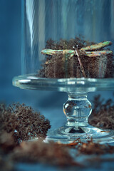 Reindeer Moss and Dragonfly Brooch Display Under Glass Dome. A display of moss and decorative...