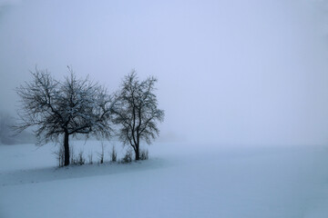 Eisiger dichter Nebel im Winter mit Bäumen im Schnee