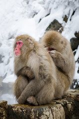 snowmonkey's at jigokudani monkey park in japan