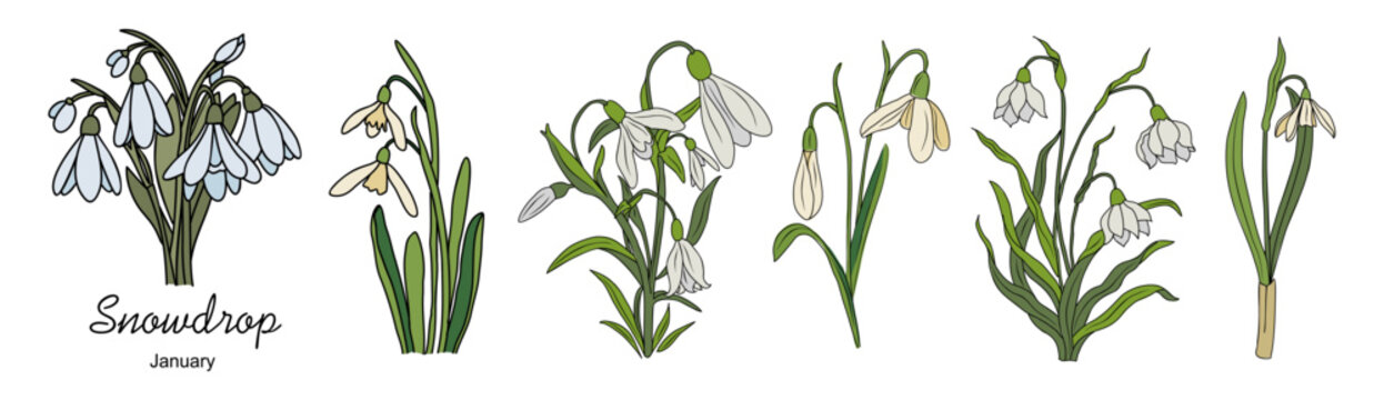 Set of Snowdrop, January birth month flowers, hand drawing, colored outline, icon, Modern design for logo, tattoo, wall art, branding, packaging. Vector illustration isolated on white background