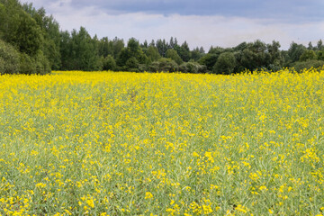 A blooming rapeseed field against a blue sky with clouds