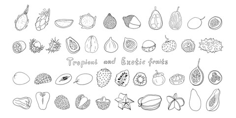 Set of tropical and exotic fruits in doodle style. Rambutan, longan, mangosteen, lychee, guava, dragon fruit, starfruit, soursop, kiwano, fig, durian, salak. Vector illustration. Hand drawn. 