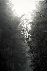 Foggy forest photography. Nature background