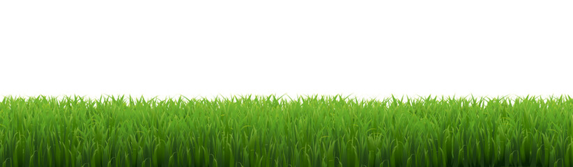 green grass background