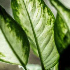 green leaf