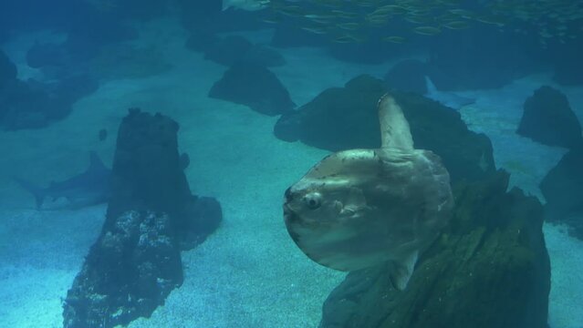 Sunfish」の写真素材 | 13,731件の無料イラスト画像 | Adobe Stock