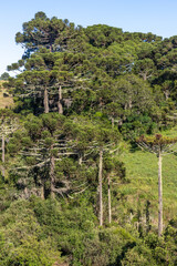Araucaria forest and typical vegetation
