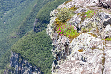 Flowers in the cliff of Fortaleza Canyon