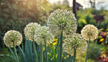 beginning of august morning in a garden dry inflorescences of onions are very decorative - obrazy, fototapety, plakaty