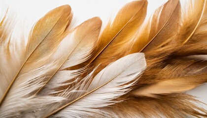beautiful abstract white and brown feathers on white background and soft yellow feather texture on white pattern and yellow background feather background gold feathers banners brown texture
