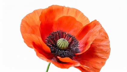 beautiful red poppy flower isolated on a white background