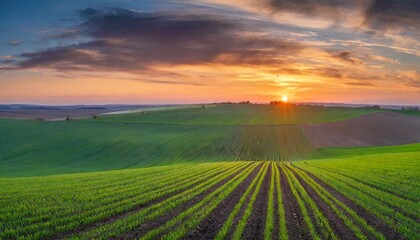 spring panorama of green sown crops during sunset - obrazy, fototapety, plakaty