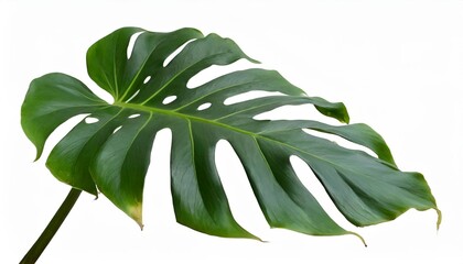 Fototapeta na wymiar monstera plant leaf the tropical evergreen vine isolated on white background clipping path included