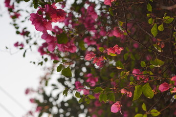 pink blossom in spring flower, pink, flowers, nature, plant, spring, garden, blossom, bloom, summer, beauty, flora, bush, red, 