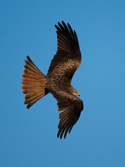 Fototapeta premium Red kite (Milvus milvus)