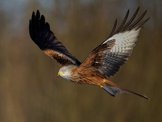 Red kite (Milvus milvus)