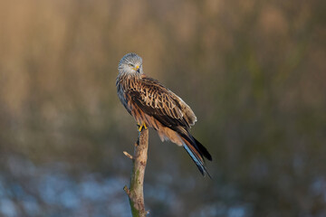 Red kite (Milvus milvus)