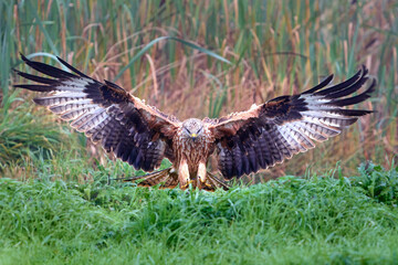 Red kite (Milvus milvus)