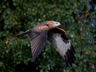 Red kite (Milvus milvus)