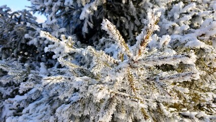 Winter natural background. White frost on pine branches in the forest.