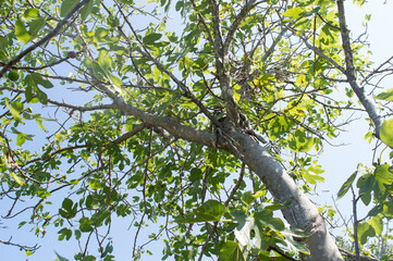 Old fig tree, Ficus carica, organic cultivation taken in Dalmatia, Croatia