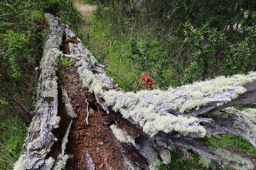 Tillandsia usneoides or old man beard on patagonia, moss on tree trunk