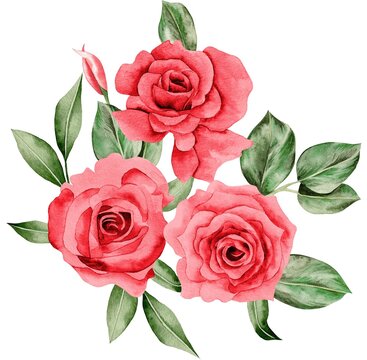 Watercolor Bouquet of flowers, isolated, white background, red roses and green leaves
