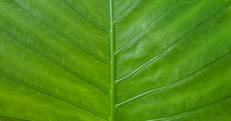 Green leaf pattern, leaves texture for abstract seamless background.Beautiful patterns, space for...